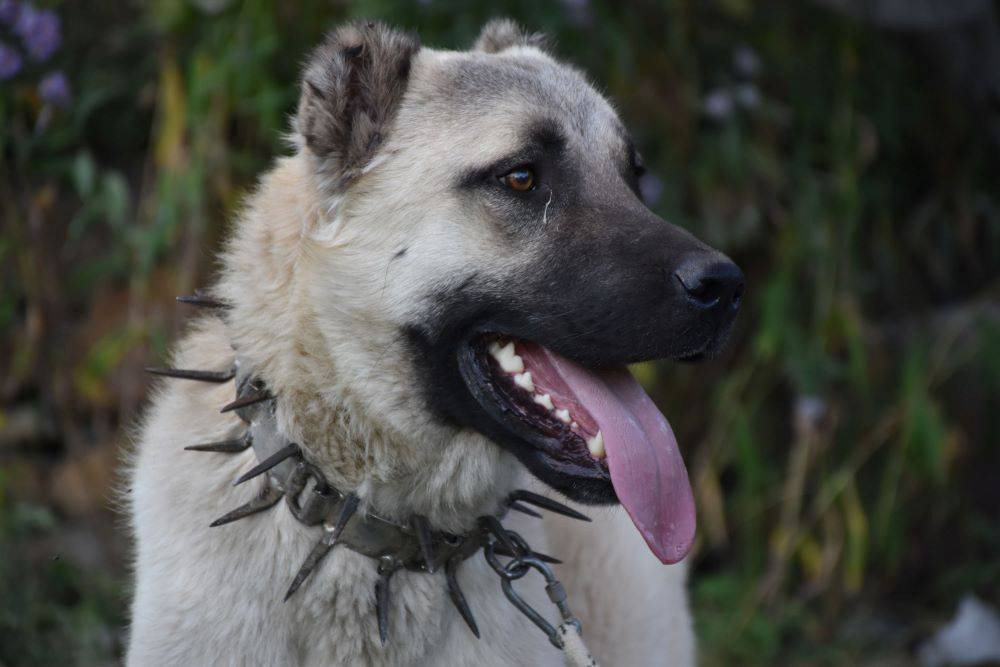 Kangallarla ilgili gerçek yapay zekayla ortaya çıktı. Bilim dünyası mercek altına aldı - Resim: 3