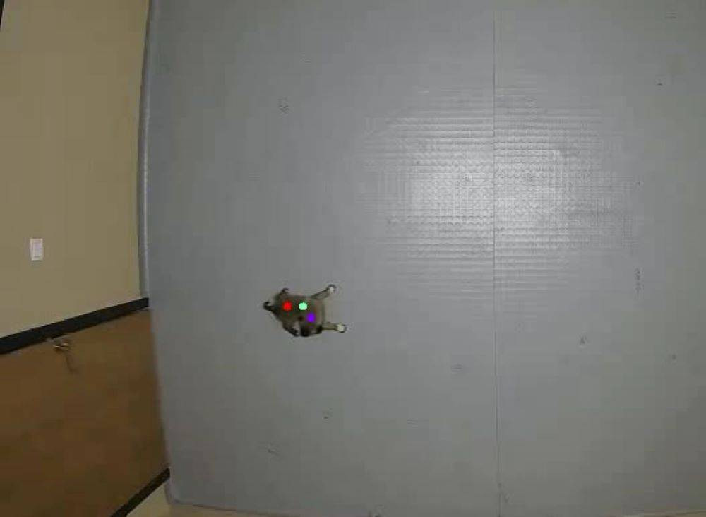 Kangallarla ilgili gerçek yapay zekayla ortaya çıktı. Bilim dünyası mercek altına aldı - Resim: 6