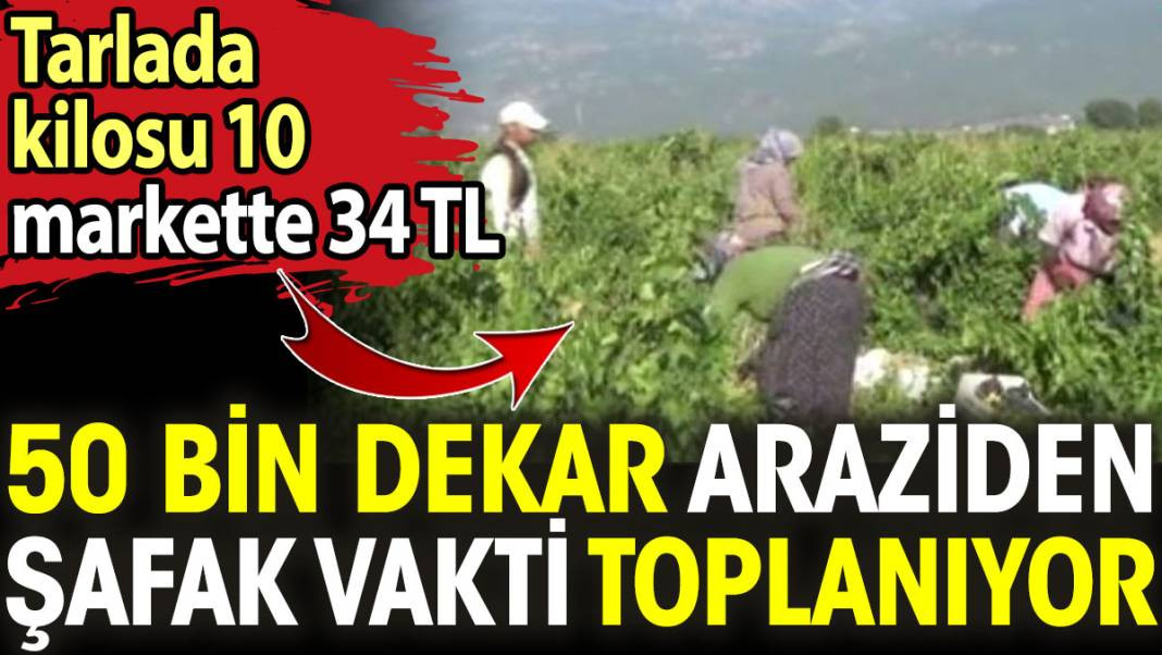50 bin dekar araziden şafak vakti toplanıyor. Tarlada kilosu 10 markette 34 TL - Resim: 1