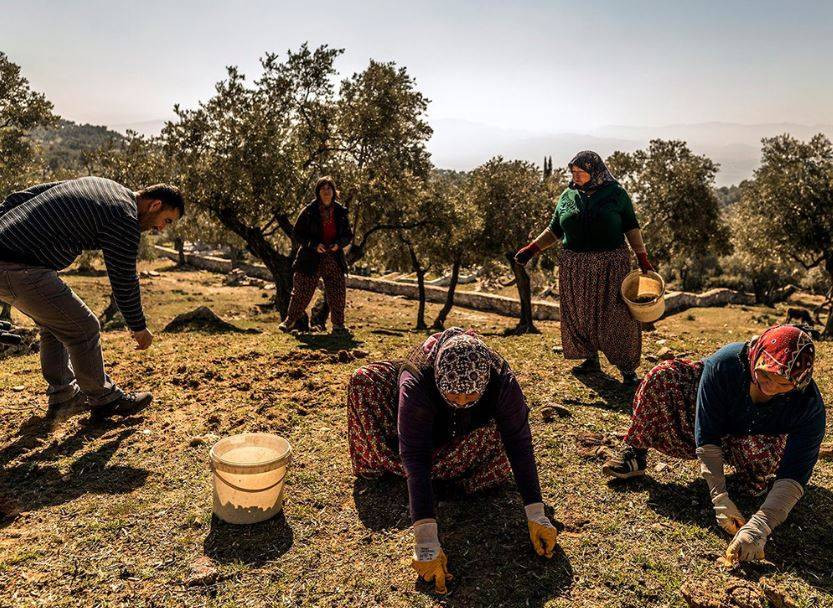 Tanesi 70 sıvısı 190 TL'den satılıyor. Türkiye'nin sebze ve meyve şehrinde köylü para basacak - Resim: 8