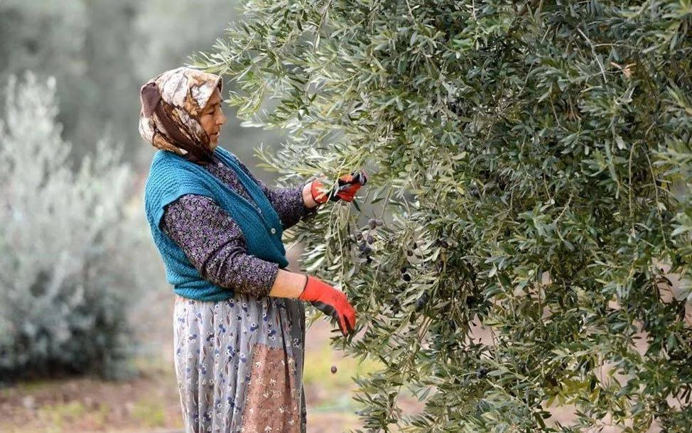 Tanesi 70 sıvısı 190 TL'den satılıyor. Türkiye'nin sebze ve meyve şehrinde köylü para basacak - Resim: 9