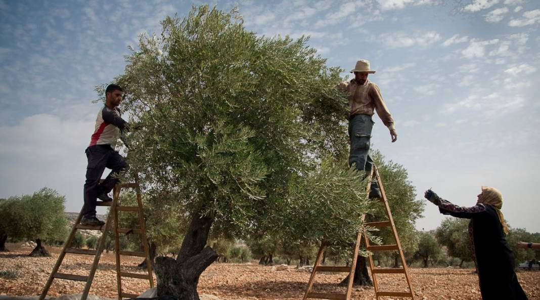 Tanesi 70 sıvısı 190 TL'den satılıyor. Türkiye'nin sebze ve meyve şehrinde köylü para basacak - Resim: 10