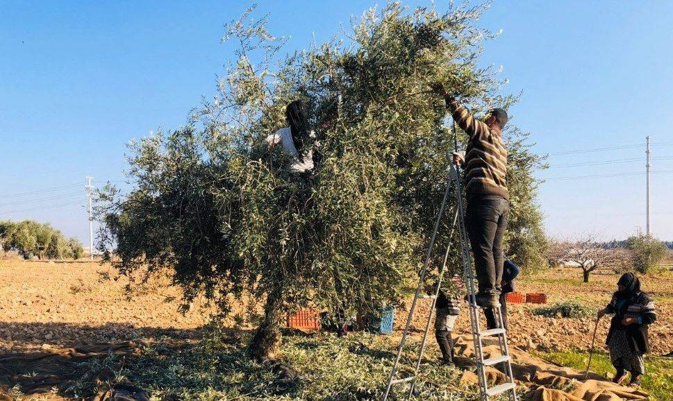 Tanesi 70 sıvısı 190 TL'den satılıyor. Türkiye'nin sebze ve meyve şehrinde köylü para basacak - Resim: 12
