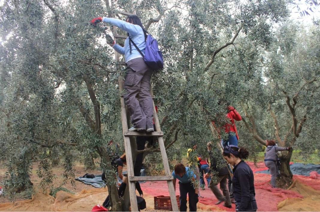 Tanesi 70 sıvısı 190 TL'den satılıyor. Türkiye'nin sebze ve meyve şehrinde köylü para basacak - Resim: 13
