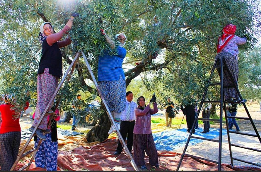 Tanesi 70 sıvısı 190 TL'den satılıyor. Türkiye'nin sebze ve meyve şehrinde köylü para basacak - Resim: 14