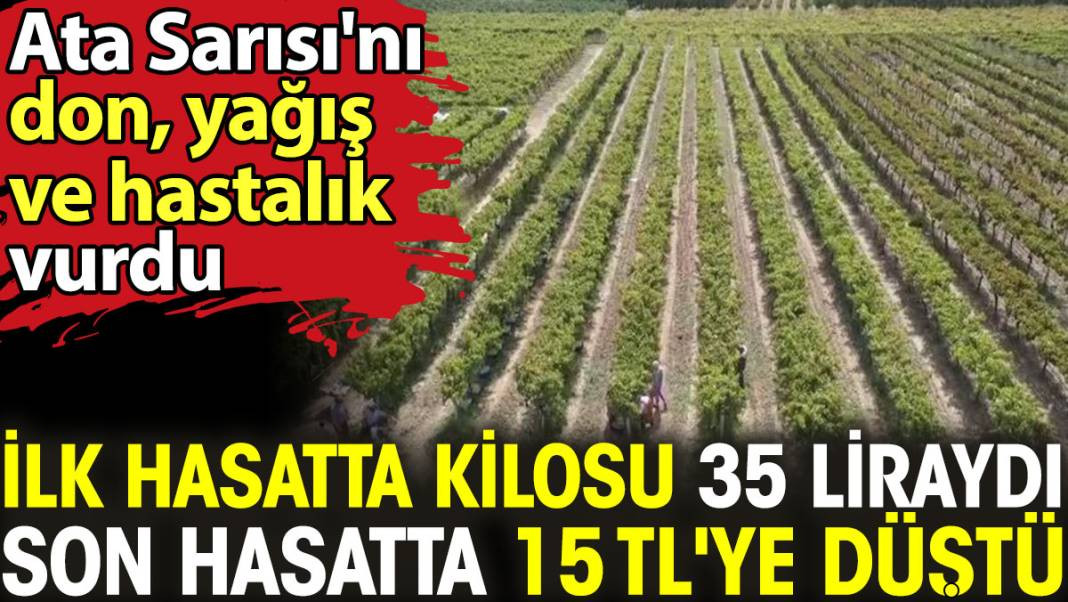 Ata Sarısı'nı don, yağış ve hastalık vurdu. İlk hasatta kilosu 35 liraydı, son hasatta 15 TL'ye düştü - Resim: 1
