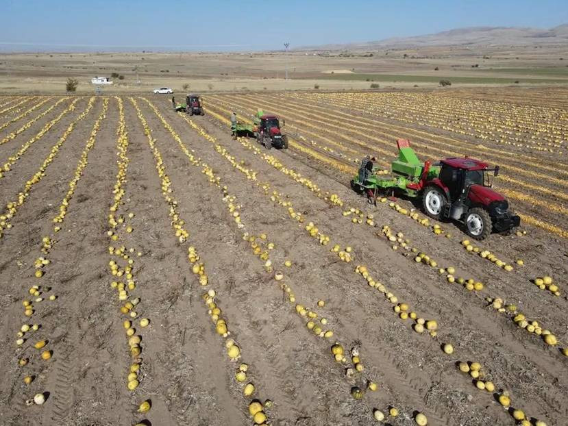 Sarı altının hasadı çiftçinin yüzünü güldürdü. Tarlada 120 markette 300 lira. Erciyes Dağı'nın eteğinde yetişiyor - Resim: 8