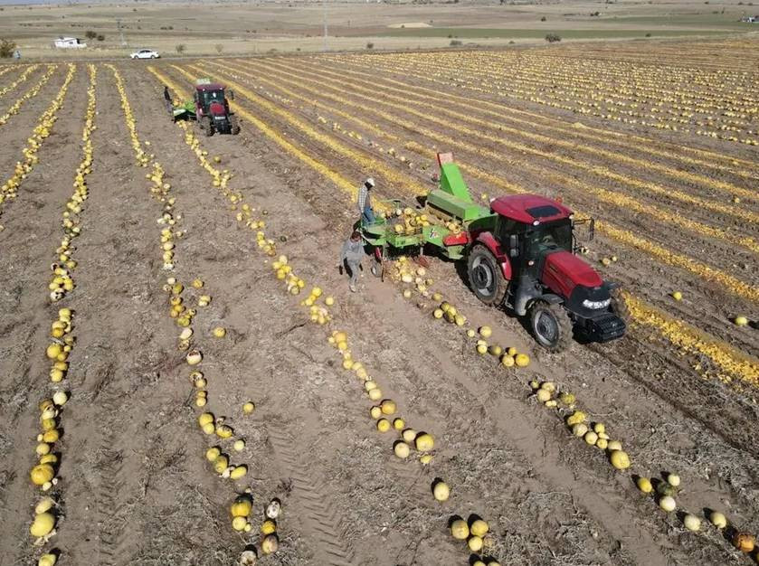 Sarı altının hasadı çiftçinin yüzünü güldürdü. Tarlada 120 markette 300 lira. Erciyes Dağı'nın eteğinde yetişiyor - Resim: 4