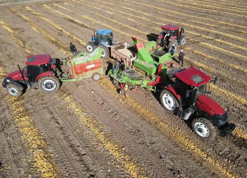 Sarı altının hasadı çiftçinin yüzünü güldürdü. Tarlada 120 markette 300 lira. Erciyes Dağı'nın eteğinde yetişiyor - Resim: 2