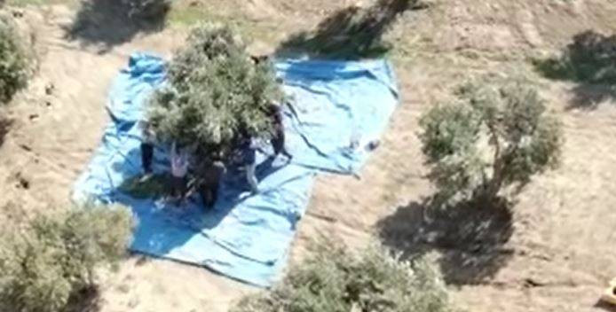 Fay hattı ikiye böldü korkutan hasat başladı. Köylüler yüzlerce ağacın yanına bile gidemiyor - Resim: 7