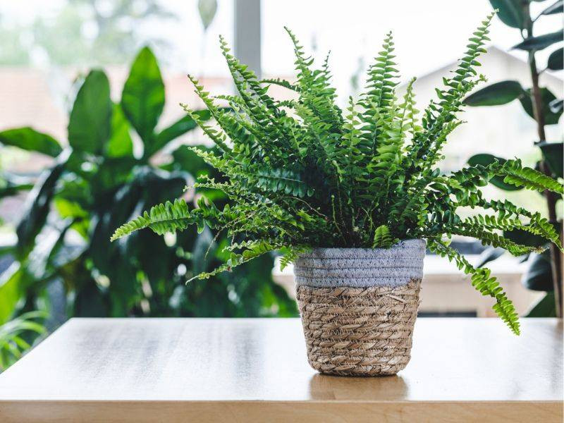 Evcil hayvanı olanlar evine hangi bitkileri alabilir? Hangi bitkiler hayvanları zehirler? - Resim: 11