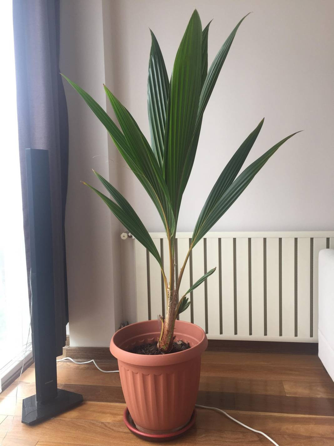 Evcil hayvanı olanlar evine hangi bitkileri alabilir? Hangi bitkiler hayvanları zehirler? - Resim: 7