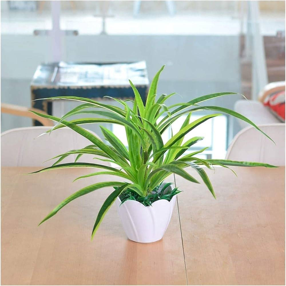 Evcil hayvanı olanlar evine hangi bitkileri alabilir? Hangi bitkiler hayvanları zehirler? - Resim: 8