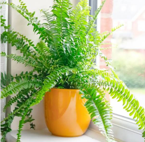 Evcil hayvanı olanlar evine hangi bitkileri alabilir? Hangi bitkiler hayvanları zehirler? - Resim: 4