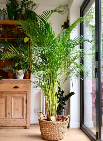 Evcil hayvanı olanlar evine hangi bitkileri alabilir? Hangi bitkiler hayvanları zehirler? - Resim: 3