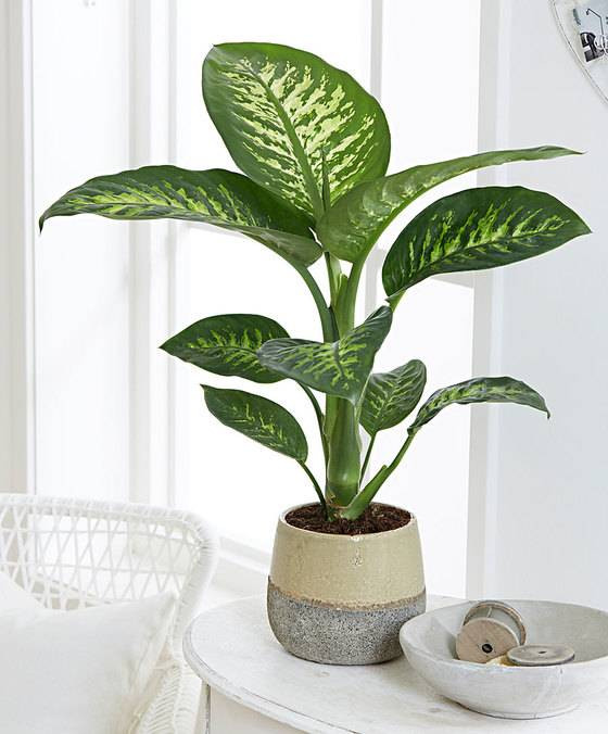 Evcil hayvanı olanlar evine hangi bitkileri alabilir? Hangi bitkiler hayvanları zehirler? - Resim: 14