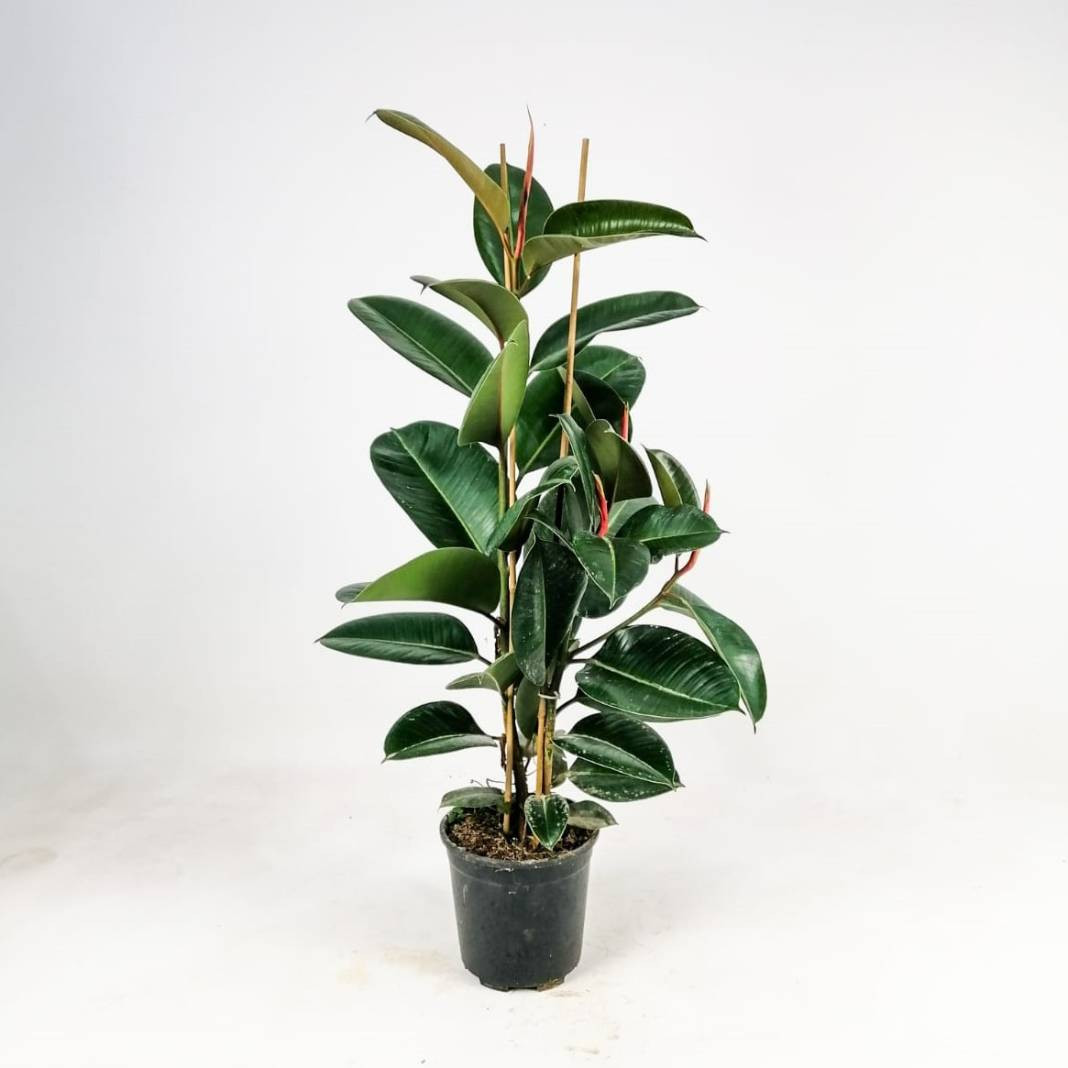 Evcil hayvanı olanlar evine hangi bitkileri alabilir? Hangi bitkiler hayvanları zehirler? - Resim: 16