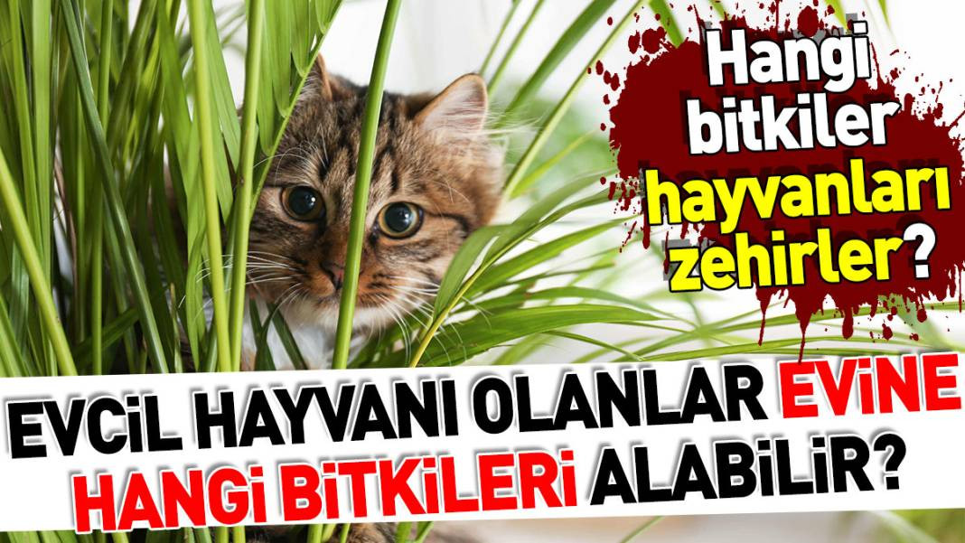 Evcil hayvanı olanlar evine hangi bitkileri alabilir? Hangi bitkiler hayvanları zehirler? - Resim: 1