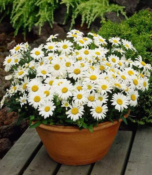 Evcil hayvanı olanlar evine hangi bitkileri alabilir? Hangi bitkiler hayvanları zehirler? - Resim: 9