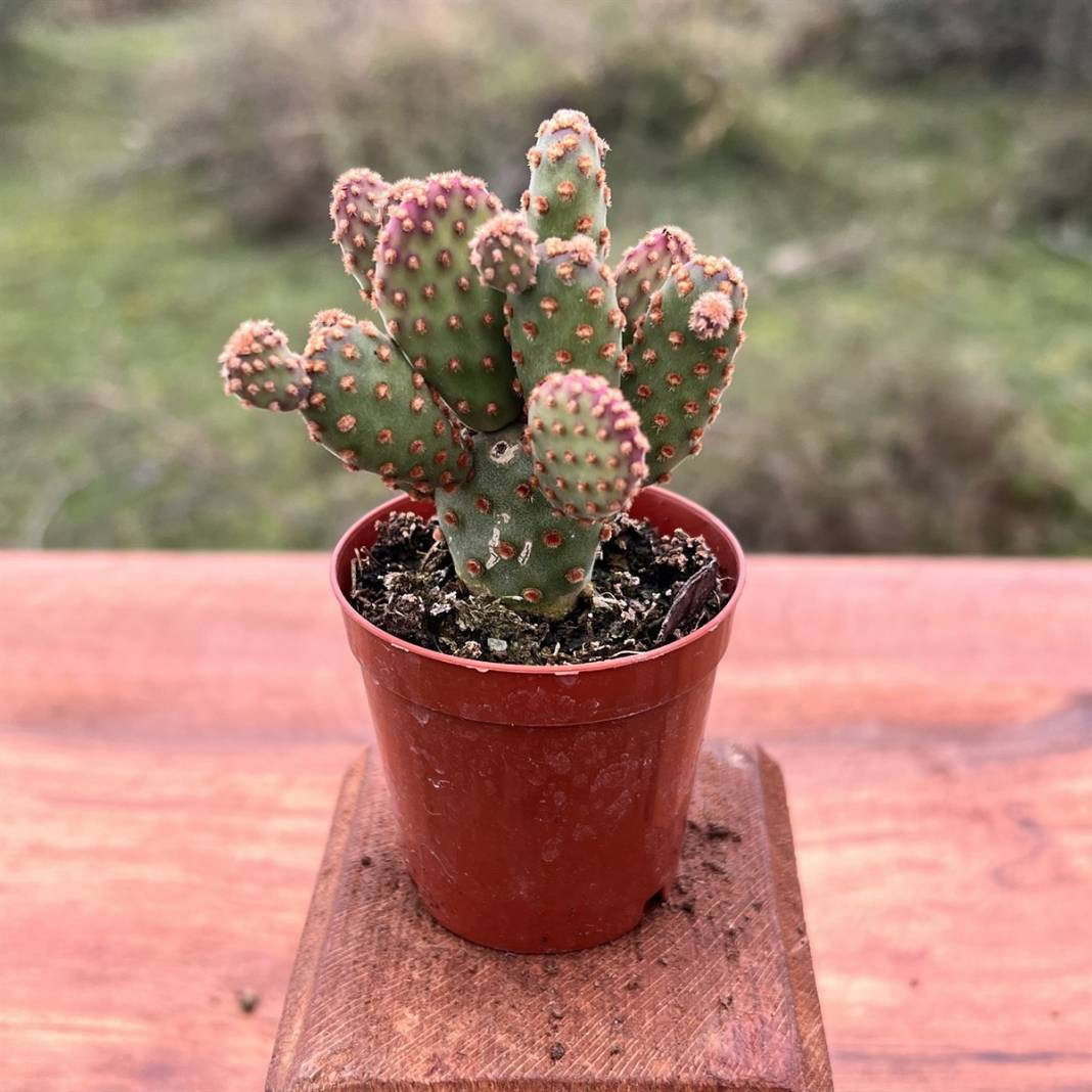 Evcil hayvanı olanlar evine hangi bitkileri alabilir? Hangi bitkiler hayvanları zehirler? - Resim: 6