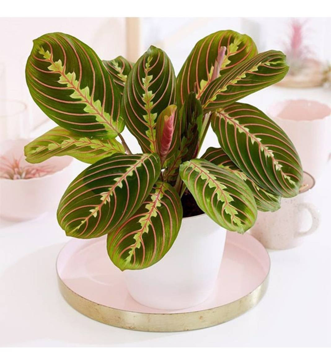 Evcil hayvanı olanlar evine hangi bitkileri alabilir? Hangi bitkiler hayvanları zehirler? - Resim: 5