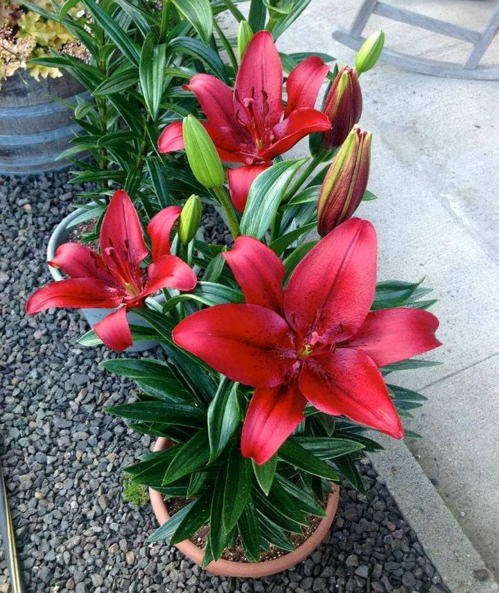 Evcil hayvanı olanlar evine hangi bitkileri alabilir? Hangi bitkiler hayvanları zehirler? - Resim: 13