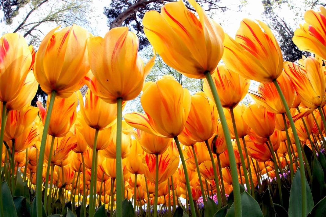 Türklerin bilmesi gereken 14 ilginç bilgi - Resim: 9