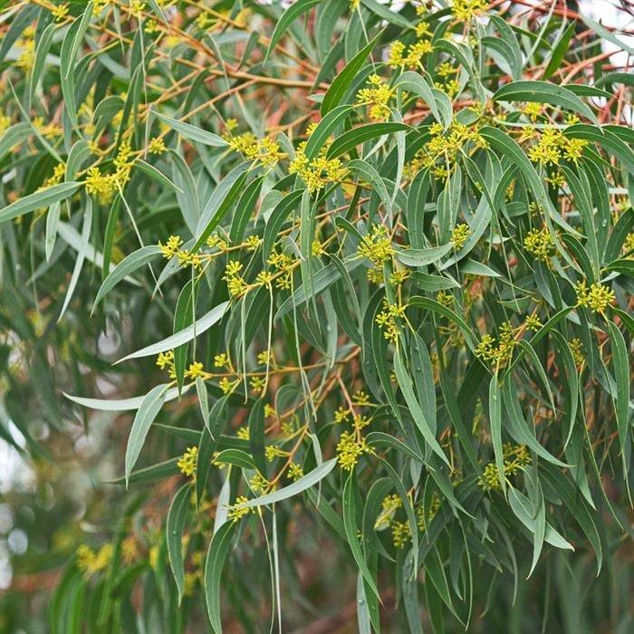 Kozmetik ürünlerinde kullanılan 5 şifalı bitki ve meyve - Resim: 5