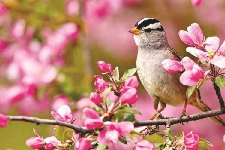 Baharın müjdecisi ilk cemre düştü - Resim: 7