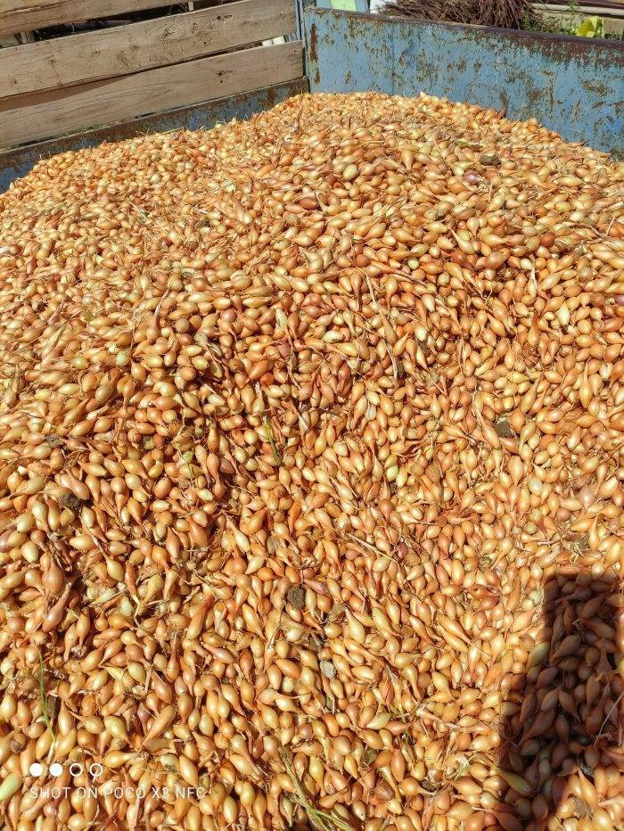 Tohumunu bulan hemen alıyor. Kapış kapış gidiyor. Fiyatı 1 yıldır değişmedi - Resim: 8