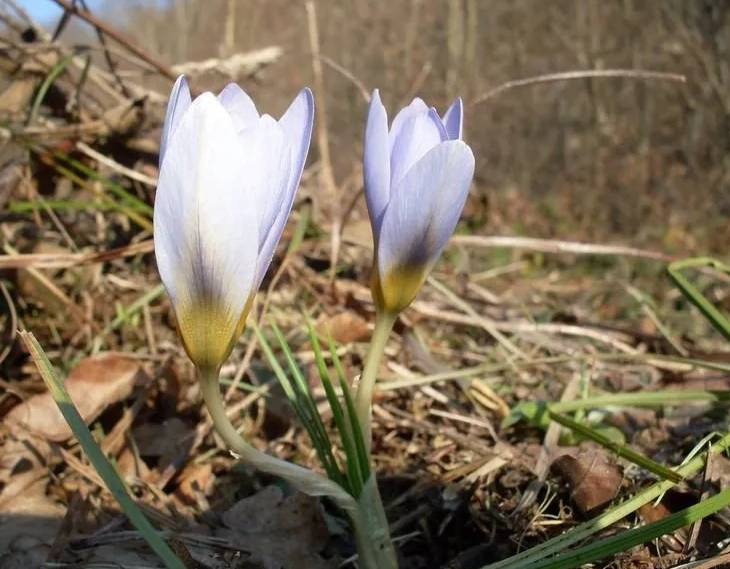 Baharın müjdecisi ilk cemre düştü - Resim: 2