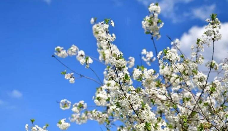 Baharın müjdecisi ilk cemre düştü - Resim: 1