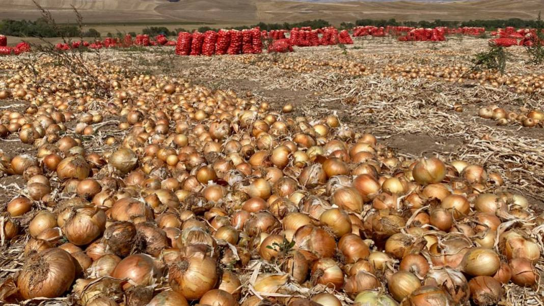 Tohumunu bulan hemen alıyor. Kapış kapış gidiyor. Fiyatı 1 yıldır değişmedi - Resim: 12