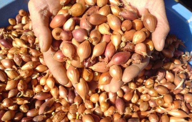 Tohumunu bulan hemen alıyor. Kapış kapış gidiyor. Fiyatı 1 yıldır değişmedi - Resim: 9