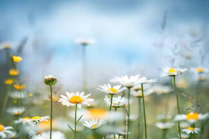 Baharın müjdecisi ilk cemre düştü - Resim: 6