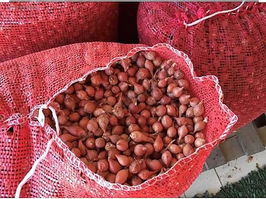 Tohumunu bulan hemen alıyor. Kapış kapış gidiyor. Fiyatı 1 yıldır değişmedi - Resim: 13