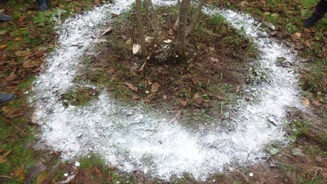 Bitki ve çiçeklerinizin verimliliğini arttırmak istiyorsanız bunu yapın - Resim: 5