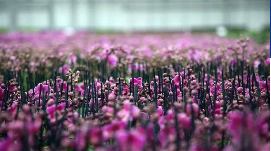Orkide hızlı açar mı? En güzel çiçek orkide böyle bakılmalı - Resim: 21
