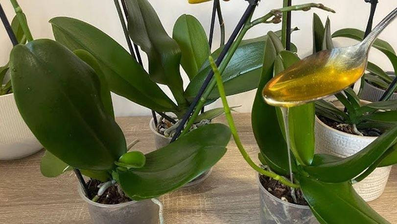 Orkide hızlı açar mı? En güzel çiçek orkide böyle bakılmalı - Resim: 10