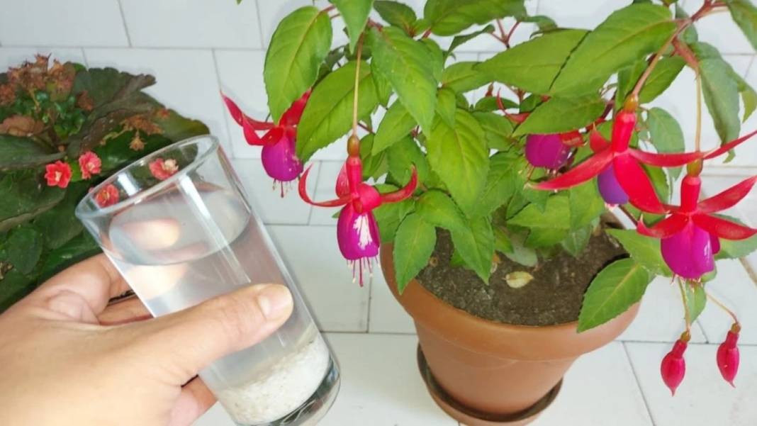 Saksı orkidesini coşturuyor. Çiçeğin dibine ekleyin tüm orkideler dirilsin - Resim: 5