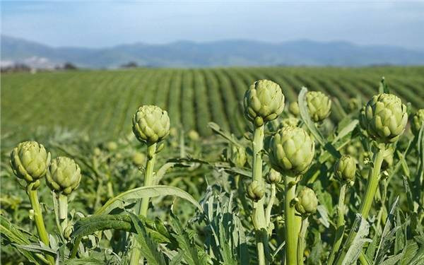 Enginarın sırrı ortaya çıktı. Sıradan bir sebze yemeğiydi şimdi nelere şifa olduğu belli oldu - Resim: 10