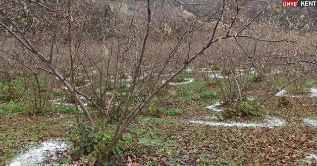 Bitki ve çiçeklerinizin verimliliğini arttırmak istiyorsanız bunu yapın - Resim: 6