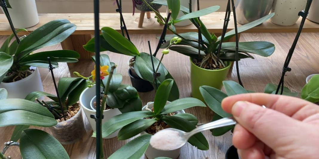 Saksı orkidesini coşturuyor. Çiçeğin dibine ekleyin tüm orkideler dirilsin - Resim: 4