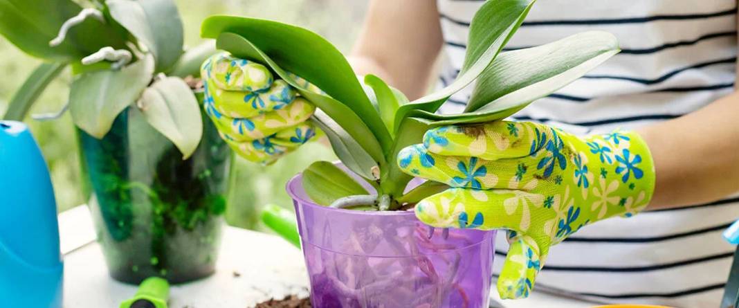 Saksı orkidesini coşturuyor. Çiçeğin dibine ekleyin tüm orkideler dirilsin - Resim: 13