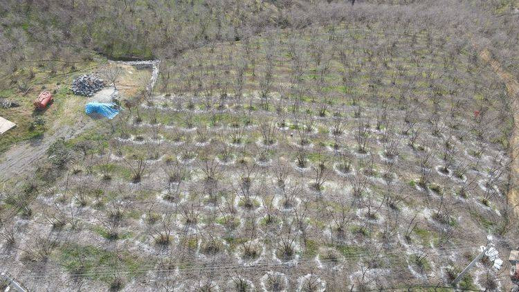 Bitki ve çiçeklerinizin verimliliğini arttırmak istiyorsanız bunu yapın - Resim: 4
