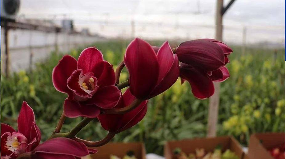 Orkide hızlı açar mı? En güzel çiçek orkide böyle bakılmalı - Resim: 19