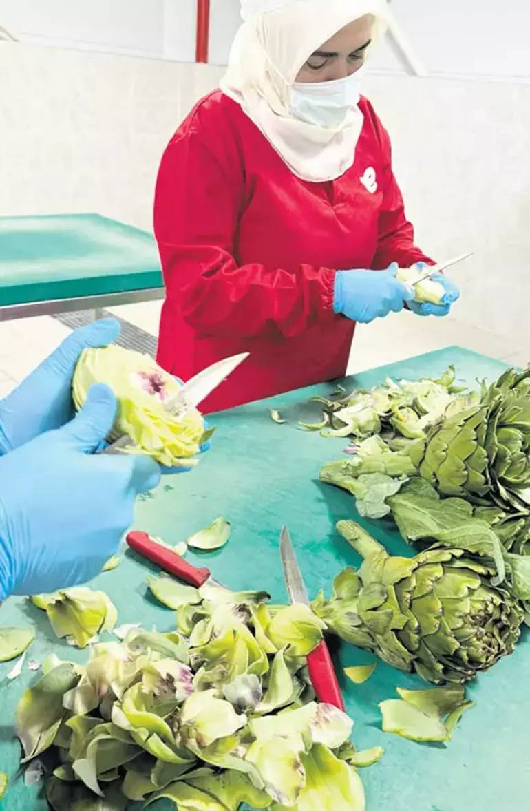 Enginar hasadı başladı soyucular paraya para demiyor. Adedini 15 saniyede ayıklıyorlar - Resim: 3