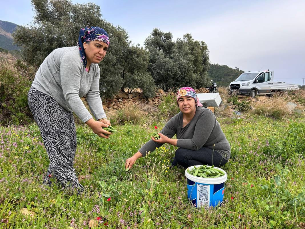 Yaşlanmayı durduruyor mide kanserini önlüyor. Hasadı başladı kilosu 50 TL - Resim: 1