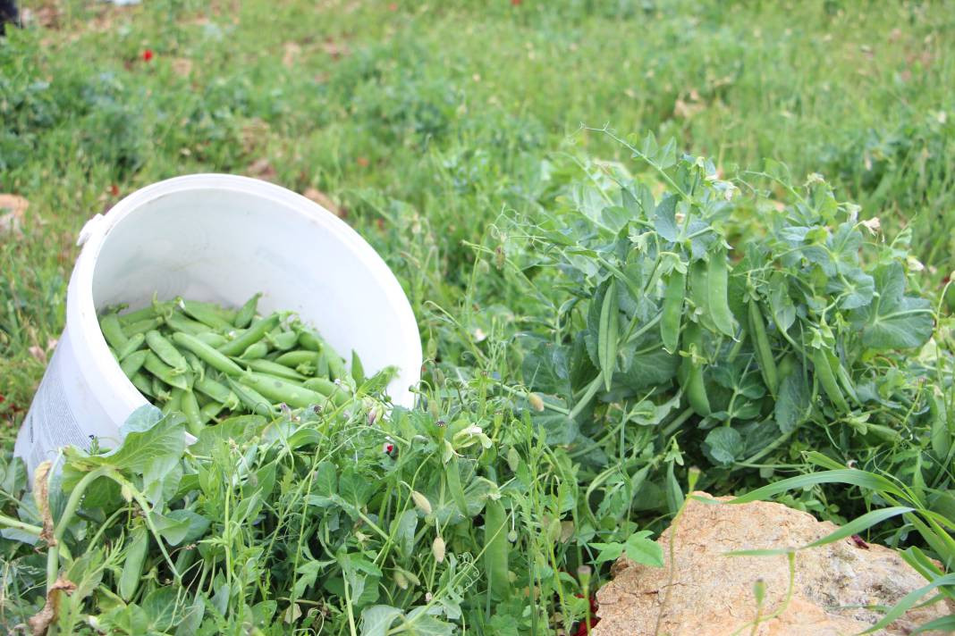 Yaşlanmayı durduruyor mide kanserini önlüyor. Hasadı başladı kilosu 50 TL - Resim: 3