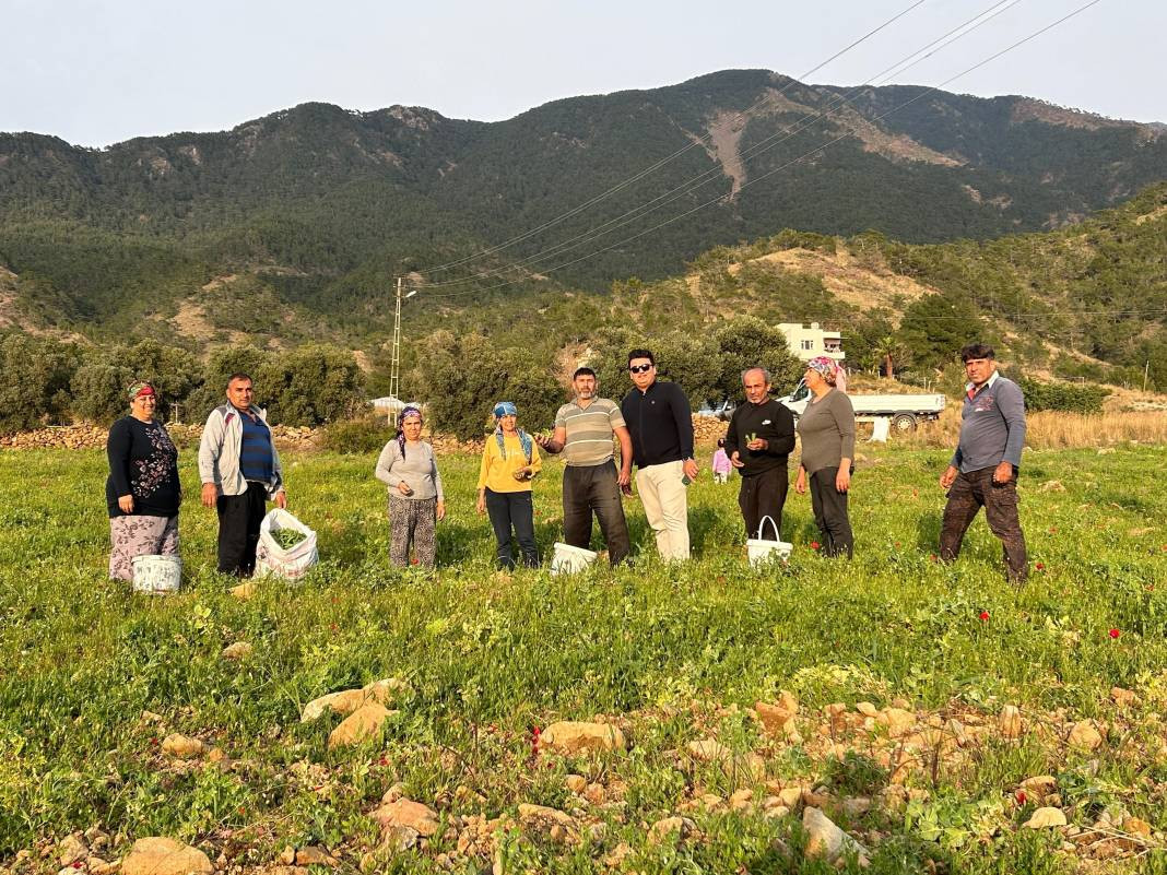 Yaşlanmayı durduruyor mide kanserini önlüyor. Hasadı başladı kilosu 50 TL - Resim: 2